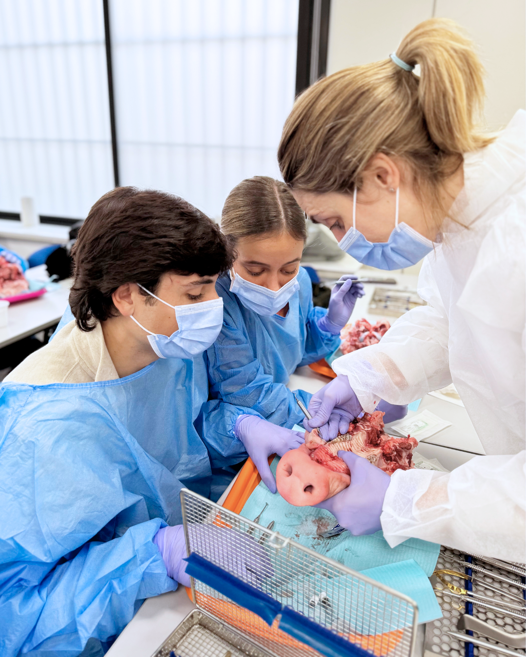 Dra. María Mínguez - Taller de Regeneración Tisular Guiada